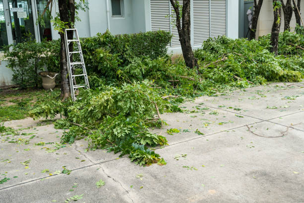 How Our Tree Care Process Works  in  Blackwater, AZ